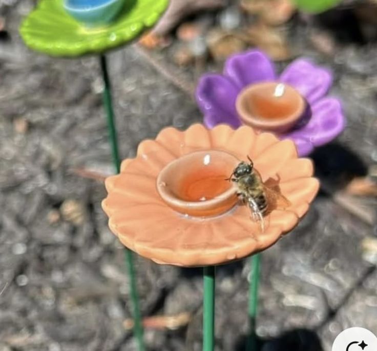 Monday Evening Workshop - Bee Baths - August 11, 2025 - 6:00-8:00pm