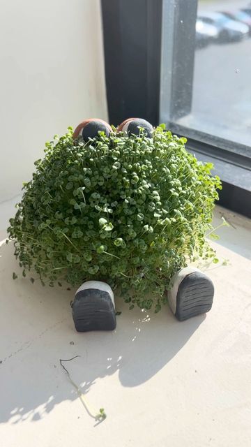 Sunday Crafternoon October 29th- 3:00-5:00pm -Chia Pets