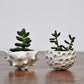 Monday Craft Nights - Succulent Holder - August 10th, 2026 - 6:00-8:00pm